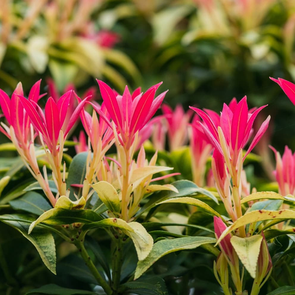 Pieris 'Forest Flame' - Rotsheide