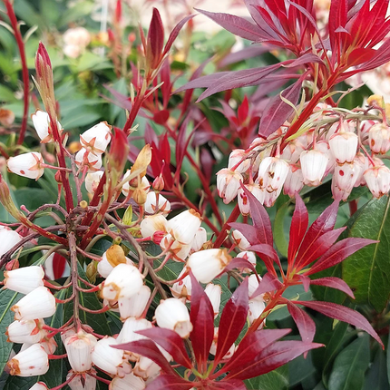 Pieris japonica 'Katsura' - Rotsheide