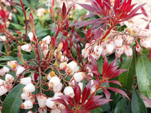 Afbeelding in Gallery-weergave laden, Pieris japonica &#39;Katsura&#39; - Rotsheide
