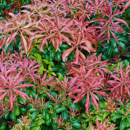Pieris japonica 'Red Mill' - Rotsheide