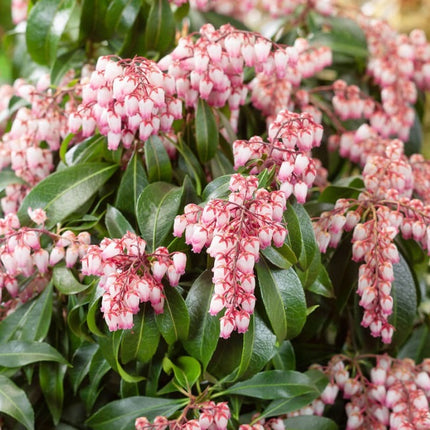 Pieris japonica 'Rosalinda' - Rotsheide