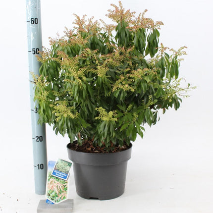 Pieris japonica 'Rosalinda' - Rotsheide