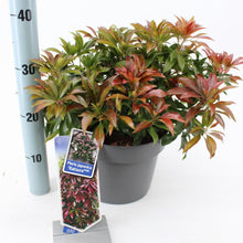 Afbeelding in Gallery-weergave laden, Pieris japonica &#39;Katsura&#39; - Rotsheide
