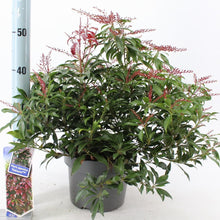 Afbeelding in Gallery-weergave laden, Pieris japonica &#39;Katsura&#39; - Rotsheide
