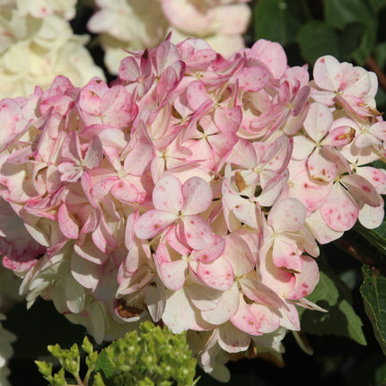Hydrangea paniculata 'Pink Diamond' - Roze Pluimhortensia