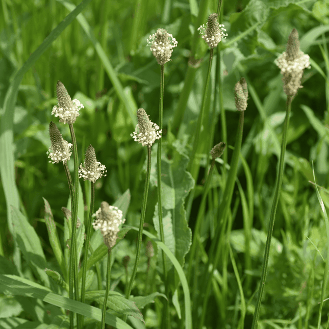 Plantago lanceolata (smalle weegbree) met lange slanke stelen en smalle aren met kleine witachtige bloemetjes, groeiend tussen gras en groene bladeren in een natuurlijke omgeving.