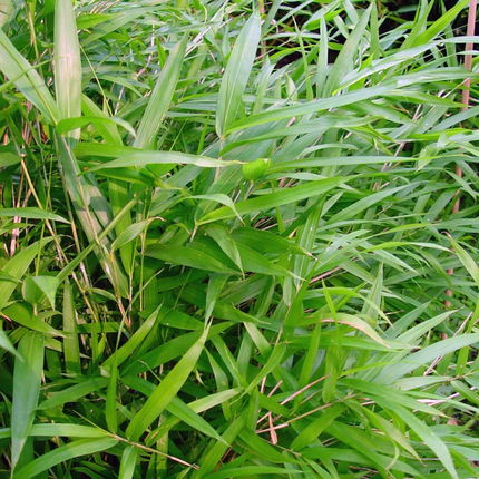 Pleioblastus humilis - Kleinblijvende woekerene bamboe