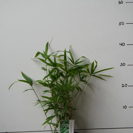 Pleioblastus humilis - Kleinblijvende woekerene bamboe