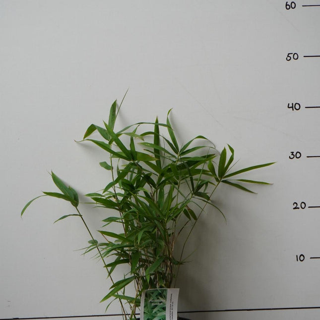 Pleioblastus humilis - Kleinblijvende woekerene bamboe