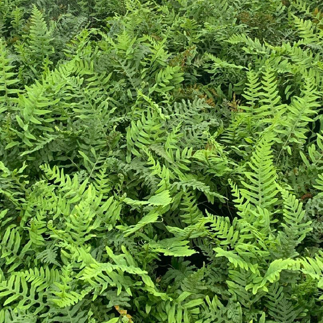 Polypodium vulgare - Gewone Eikvaren