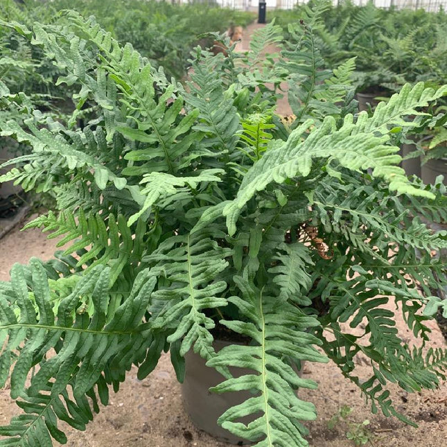 Polypodium vulgare - Gewone Eikvaren