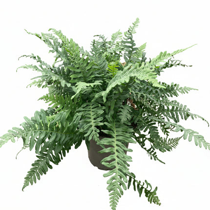 Polypodium vulgare Gewone Eikvaren in  pot op witte achtergrond