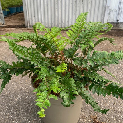 Polystichum polyblepharum - Naaldvaren