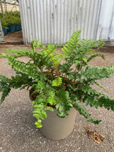 Afbeelding in Gallery-weergave laden, Polystichum polyblepharum - Naaldvaren
