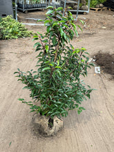Afbeelding in Gallery-weergave laden, AANBIEDING - Prunus lusitanica &#39;Angustifolia - Portugese Laurier 40-50cm, 50-60cm, 80-100 én 100-125cm
