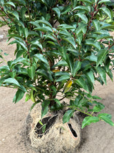 Afbeelding in Gallery-weergave laden, AANBIEDING - Prunus lusitanica &#39;Angustifolia - Portugese Laurier 40-50cm, 50-60cm, 80-100 én 100-125cm
