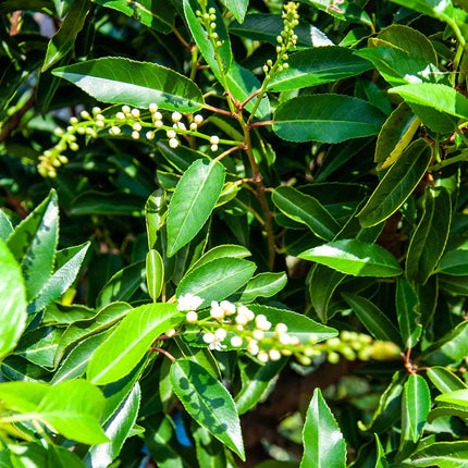 Prunus lusitanica 'Angustifolia' - Portugese laurier 175-200cm C30 pot EXTRA