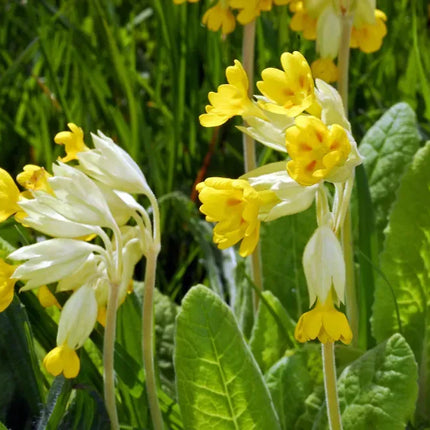 Primula veris (gulden sleutelbloem) met trosjes hangende gele bloemen en lichtgroene gerimpelde bladeren, bloeiend in een grasrijke omgeving.