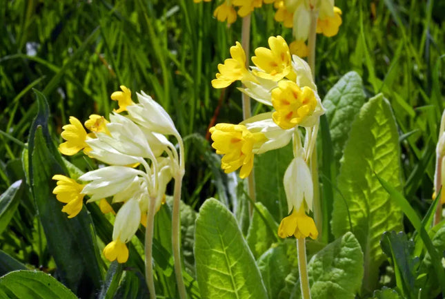 Primula veris (gulden sleutelbloem) met trosjes hangende gele bloemen en lichtgroene gerimpelde bladeren, bloeiend in een grasrijke omgeving.