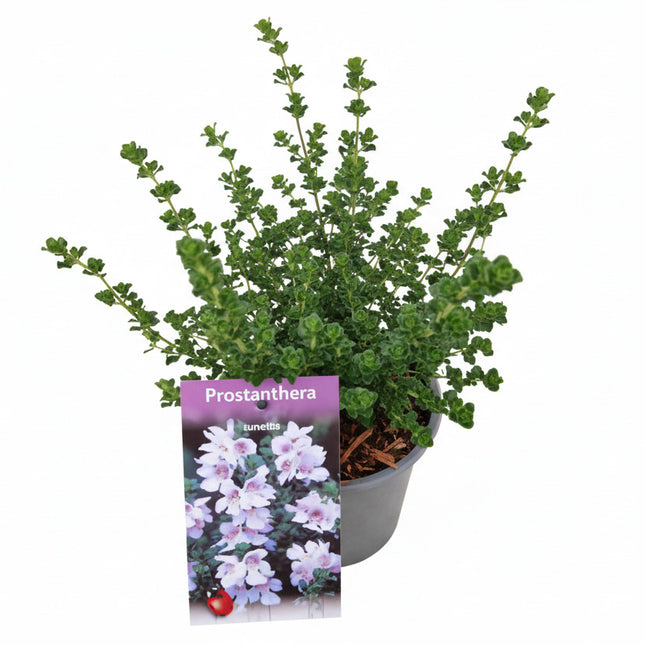 Prostanthera cuneata in kweekpot op witte achtergrond
