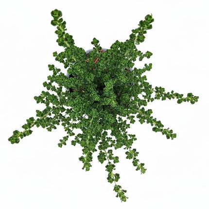 Prostanthera cuneata, Australische muntstruik in kweekpot van bovenaf met witte achtergrond