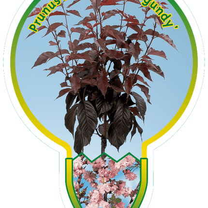 Prunus serrulata 'Royal Burgundy' - Japanse Sierkers op stam