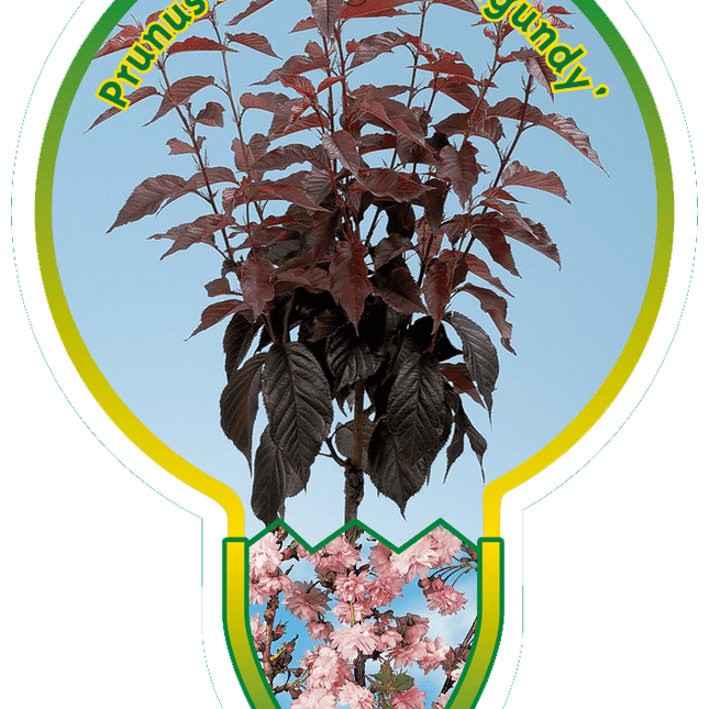Prunus serrulata 'Royal Burgundy' - Japanse Sierkers op stam