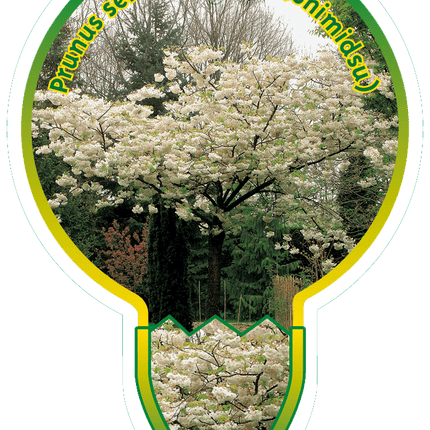 Prunus serrulata 'Shôgetsu' - Japanse Sierkers op stam