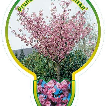 Prunus serrulata 'Kanzan' - Japanse Sierkers op stam