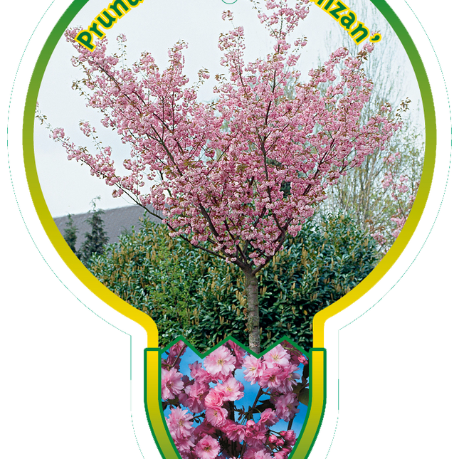 Prunus serrulata 'Kanzan' - Japanse Sierkers op stam