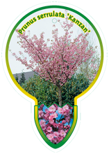 Afbeelding in Gallery-weergave laden, Prunus serrulata &#39;Kanzan&#39; - Japanse Sierkers op stam
