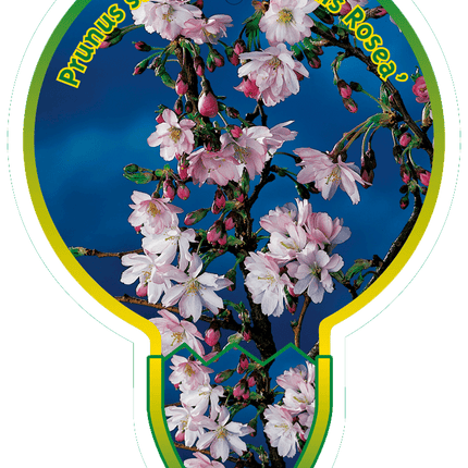 Prunus subhirtella 'Autumnalis Rosea' - Winterbloeiende kers op stam