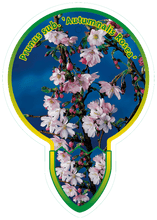 Afbeelding in Gallery-weergave laden, Prunus subhirtella &#39;Autumnalis Rosea&#39; - Winterbloeiende kers op stam
