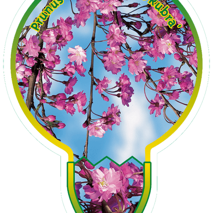 Prunus subhirtella 'Pendula Rubra' - Rode Treurkers op stam