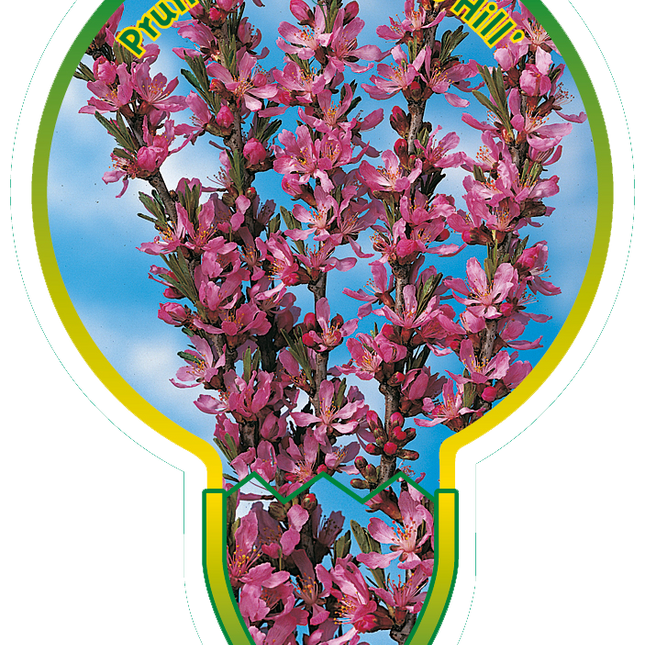 Prunus tenella 'Fire Hill' - Dwergamandel op stam