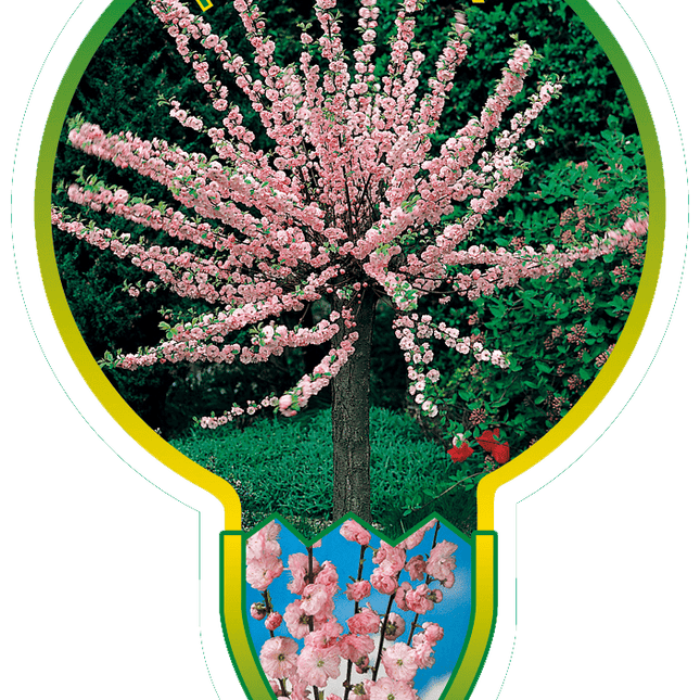 Prunus Triloba - Amandelboom op stam