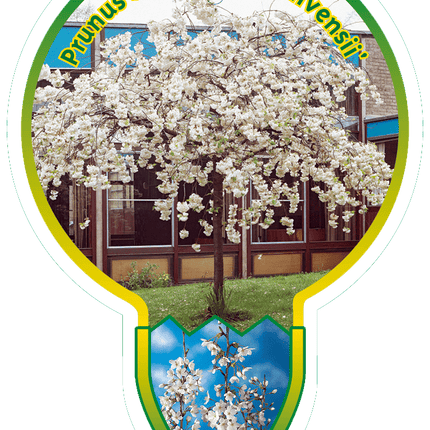 Prunus yedoensis 'Ivensii' - Treur Yoshinokers op stam