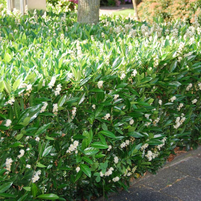 Laurierhaag van Prunus laurocerasus 'Otto Luyken', laagblijvende en dichtgroeiende struiken met glanzende groene bladeren, vormgegeven als smalle haag.