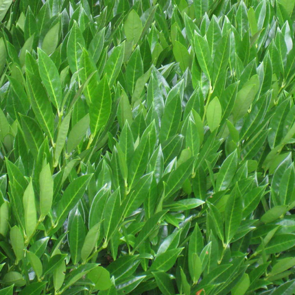 Prunus caucasica laurierkers puntig blad helder groen