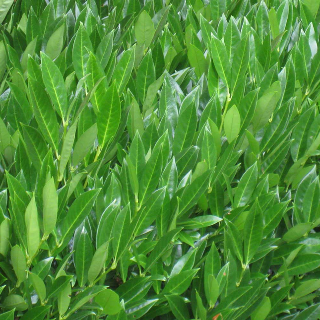 Prunus caucasica laurierkers puntig blad helder groen
