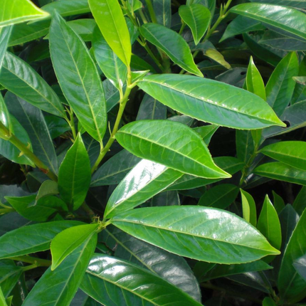 Prunus caucasica laurierkers puntig blad 