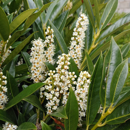 Prunus caucasica laurierkers puntig blad en bloeiend wit