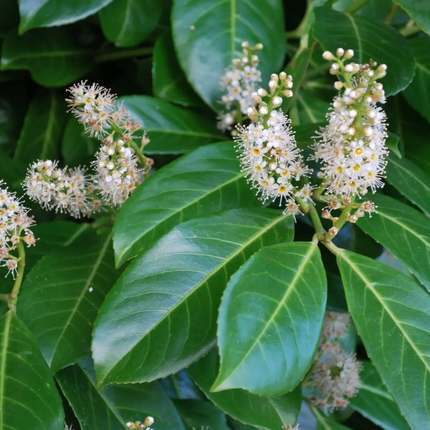 Laurierkers met bloemetjes Prunus rotundifolia