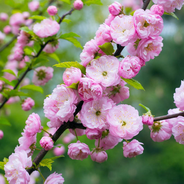 Prunus triloba als amandelboom op stam met roze bloei
