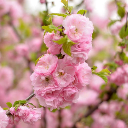 Detail van roze bloem van Prunus triloba