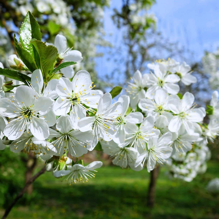 Prunus avium in bloei witte bloem