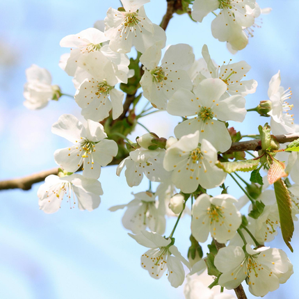 Prachtige witte bloesem kers Prunus avium