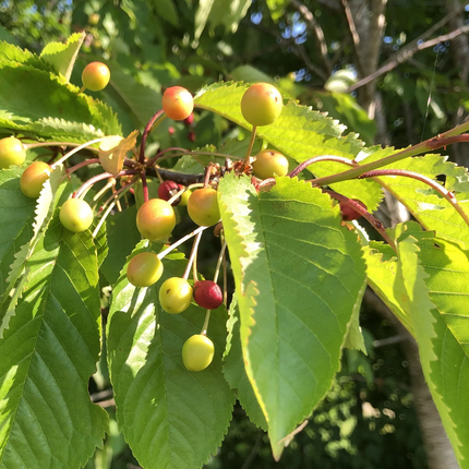 Prunus avium kers met bessen en gekarteld blad