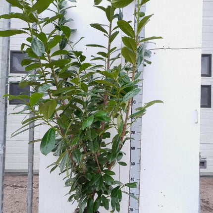 Prunus laurocerasus 'Novita' - Laurierhaag