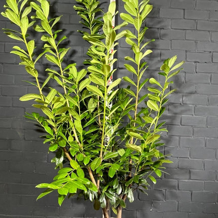 Prunus laurocerasus 'Novita' - Laurierhaag